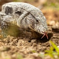 Black and white tegu