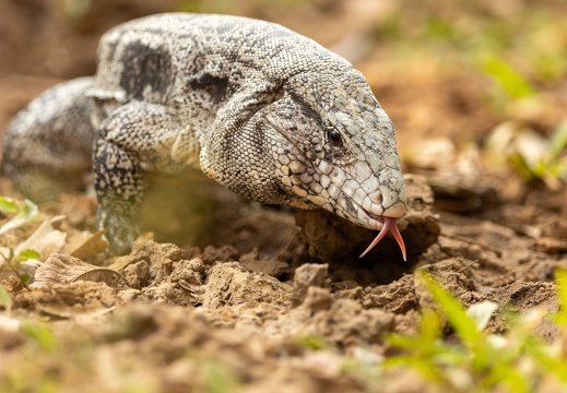 Black and white tegu