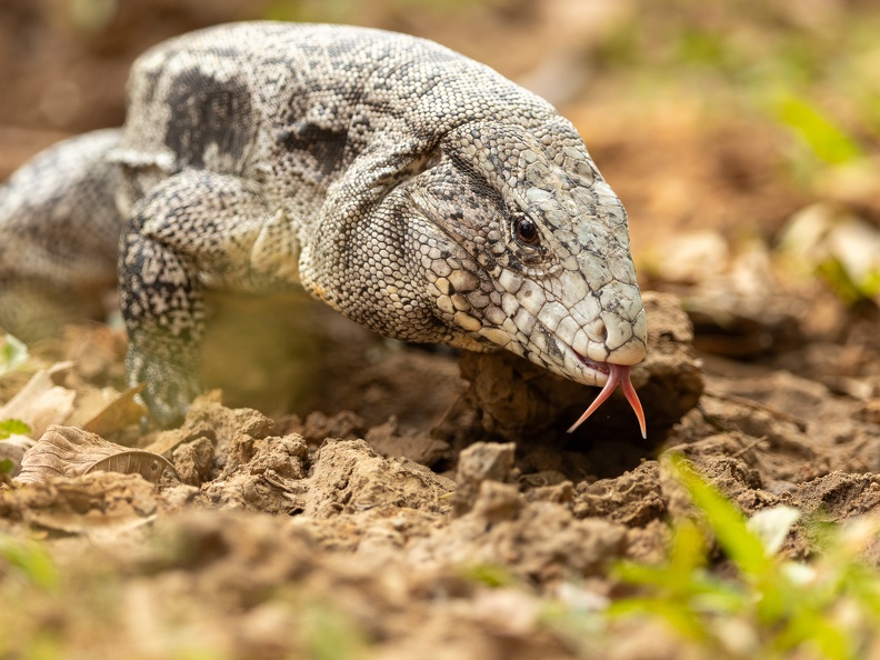 Black and white tegu