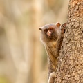 Black-tailed marmoset looking from behind a tree