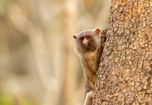 Black-tailed marmoset looking from behind a tree