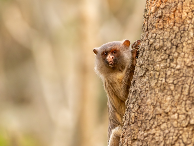 Black-tailed marmoset looking from behind a tree