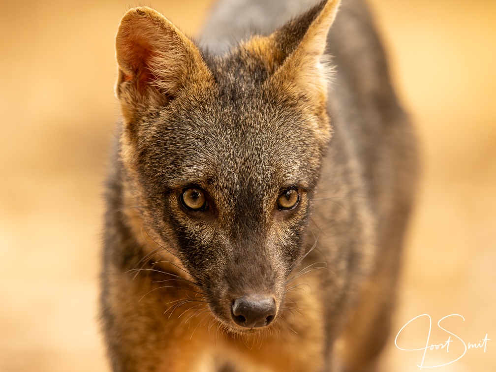 Close encounter with a crab-eating fox