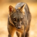 Close encounter with a crab-eating fox