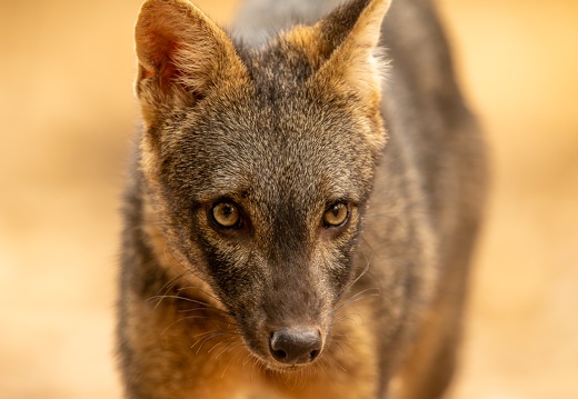 Close encounter with a crab-eating fox