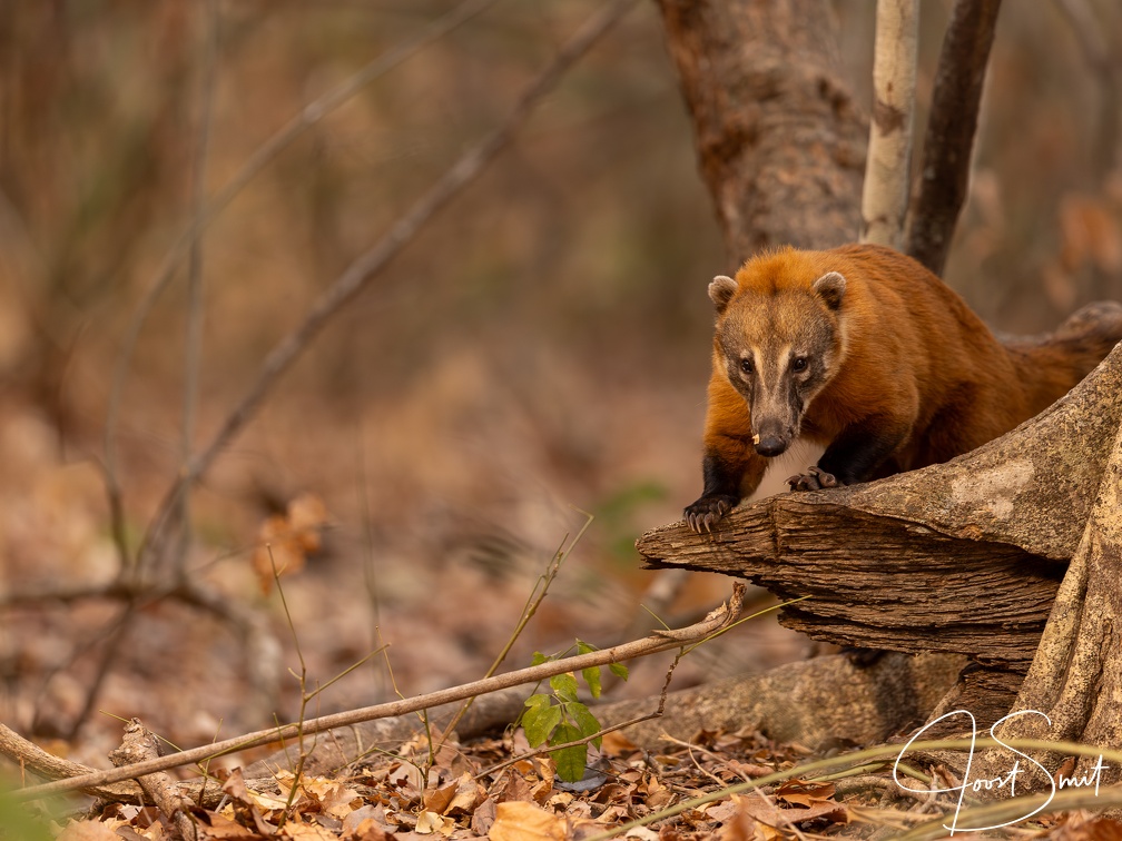 coati