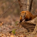 coati