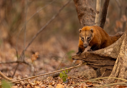 coati