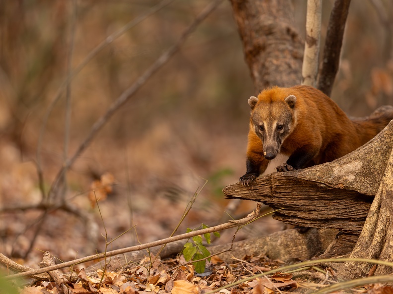 coati