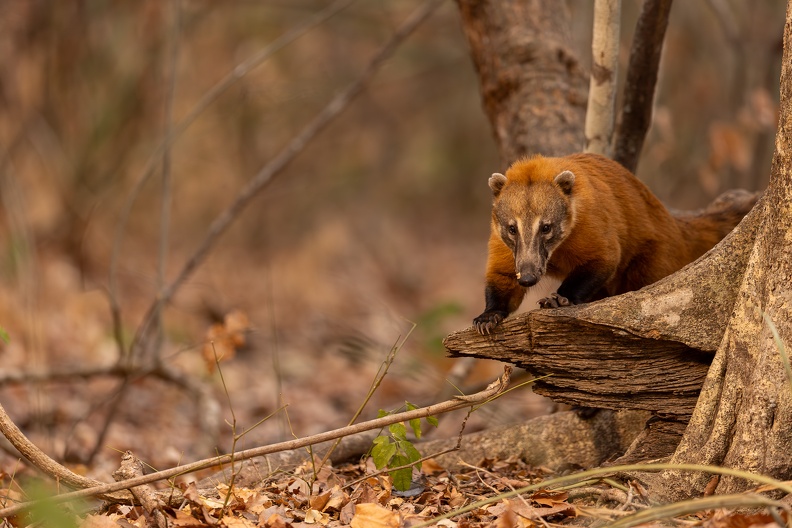 coati.jpg