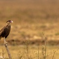 Crested caracara looking out over the field