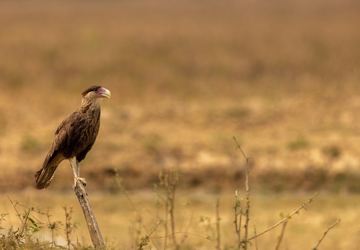 Crested caracara looking out over the field