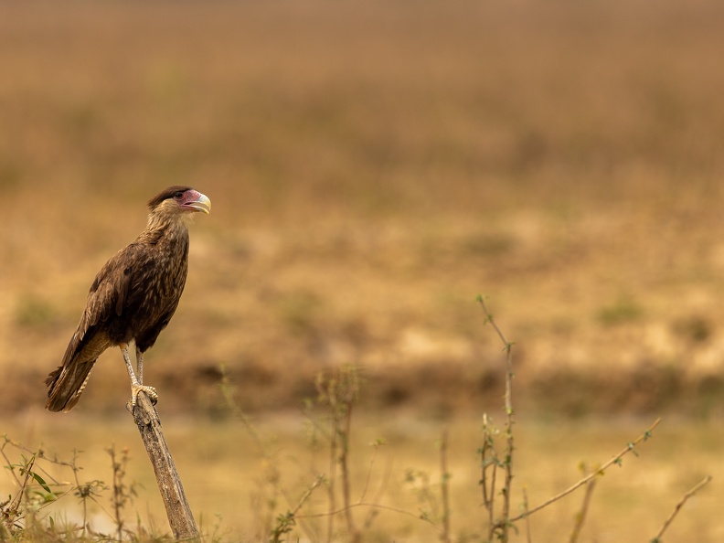 Crested caracara looking out over the field