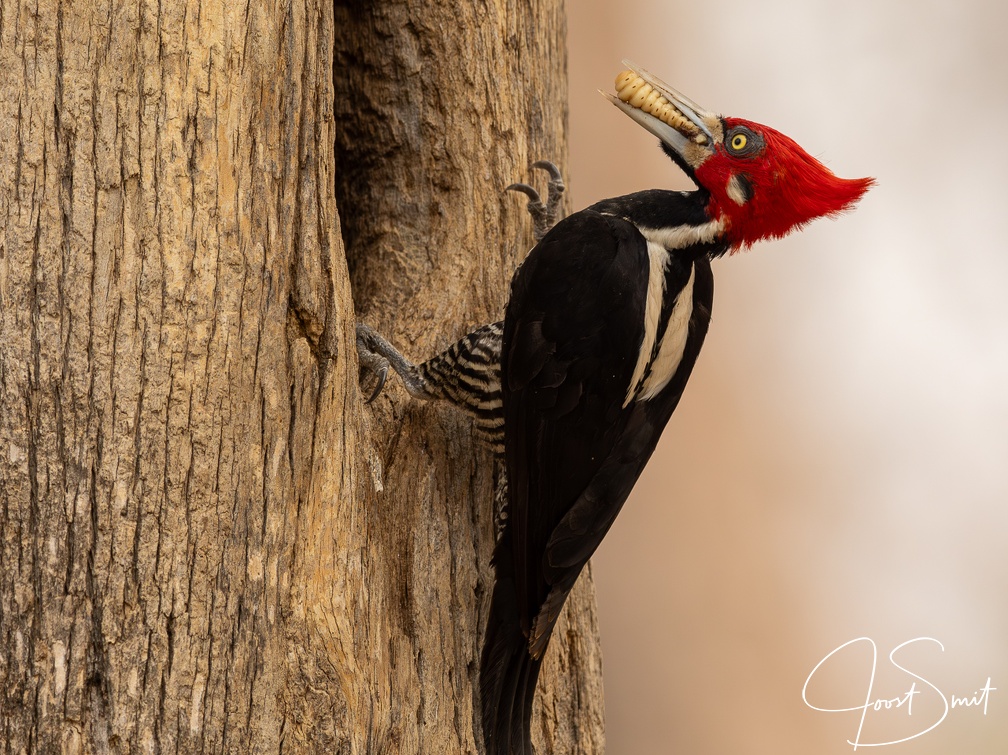 Crimson-crested woodpecker delivering food