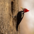 Crimson-crested woodpecker delivering food