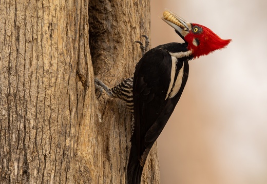 Crimson-crested woodpecker delivering food