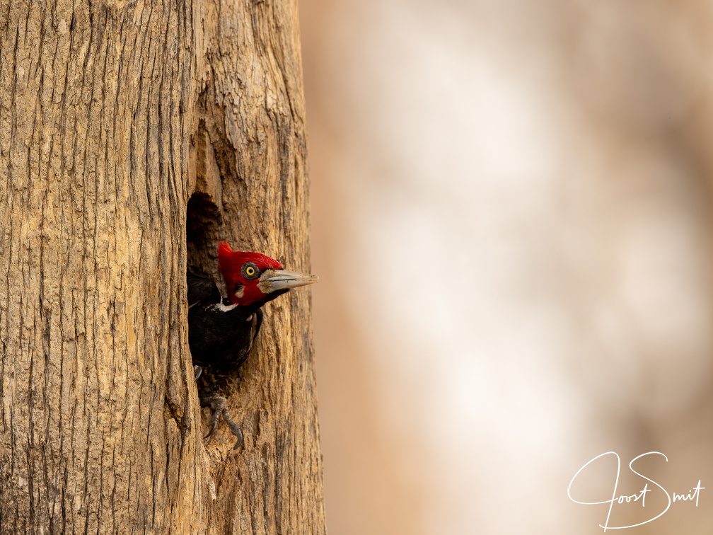 Crimson-crested woodpecker