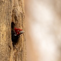 Crimson-crested woodpecker