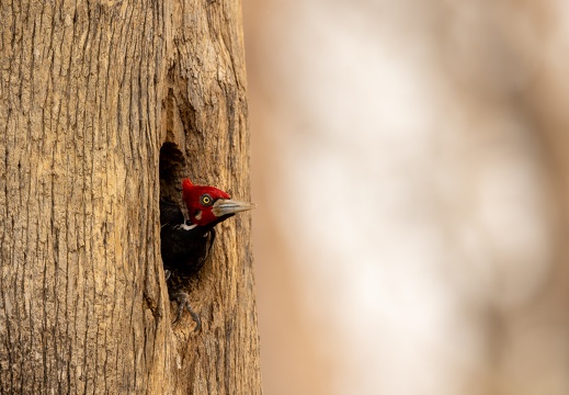 Crimson-crested woodpecker