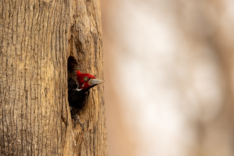 Crimson-crested woodpecker.jpg