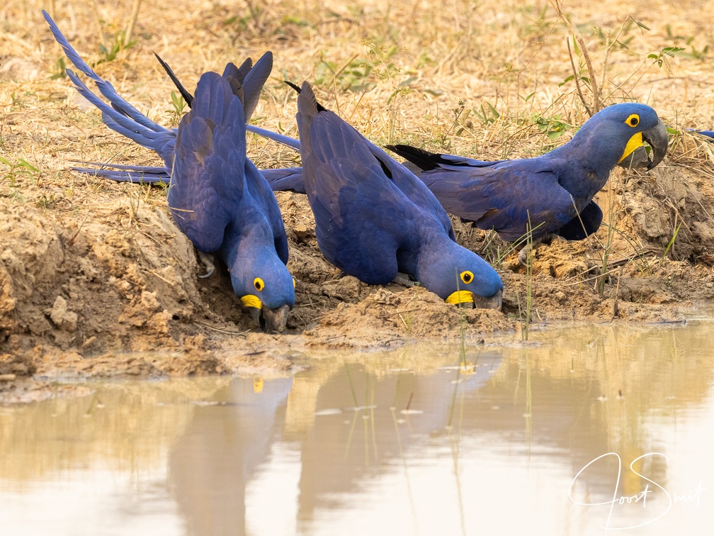 Drinking Hyacinth Macaw