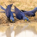 Drinking Hyacinth Macaw