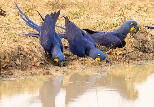 Drinking Hyacinth Macaw