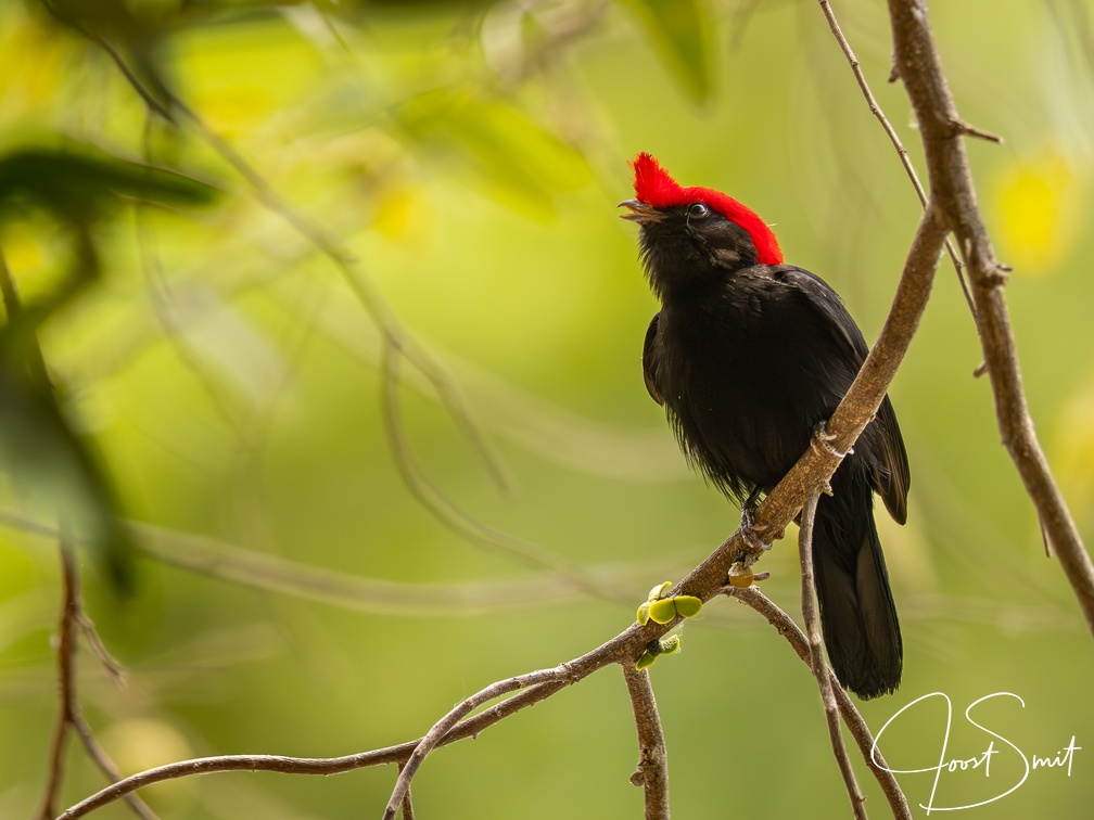 Helmeted manakin