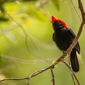 Helmeted manakin