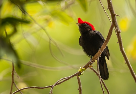 Helmeted manakin