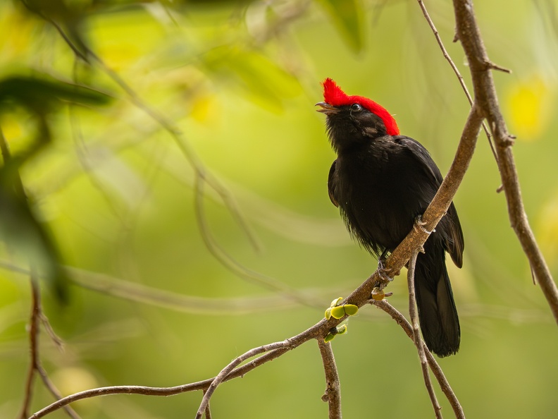 Helmeted manakin