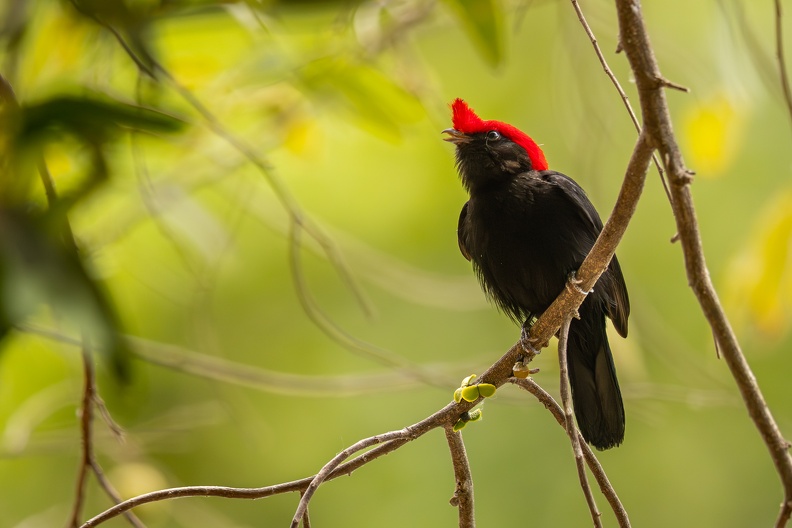 Helmeted manakin.jpg