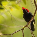 Helmeted manakin.jpg