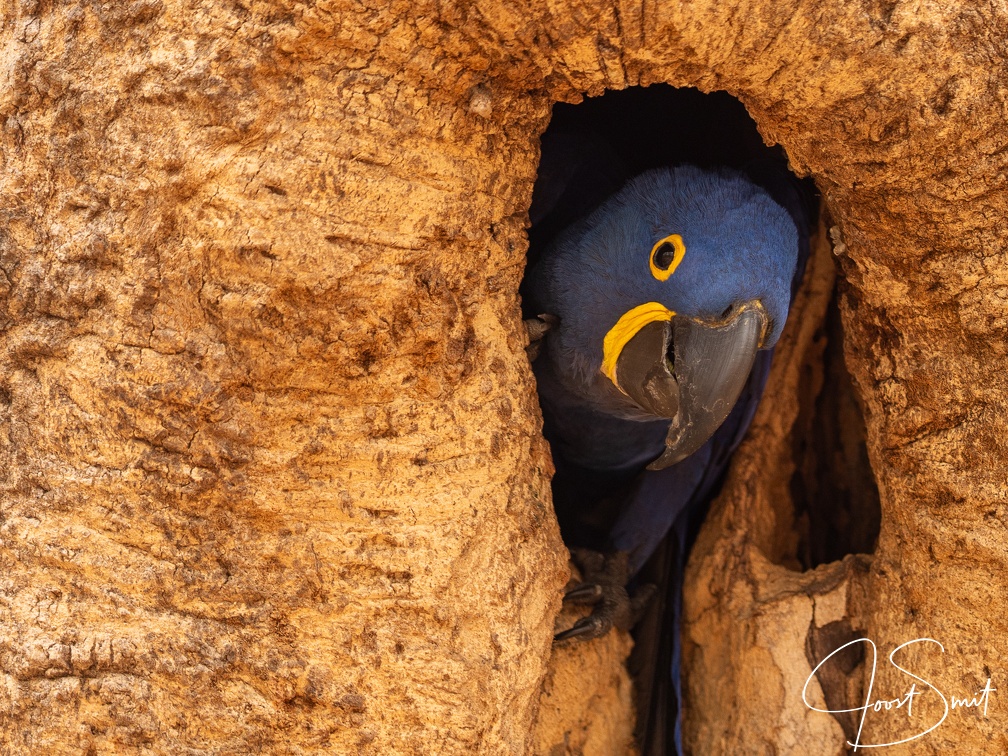 Hyacinth macaw looking out from a tree