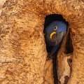 Hyacinth macaw looking out from a tree