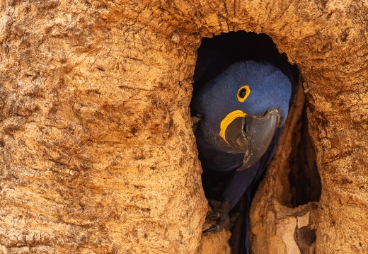 Hyacinth macaw looking out from a tree