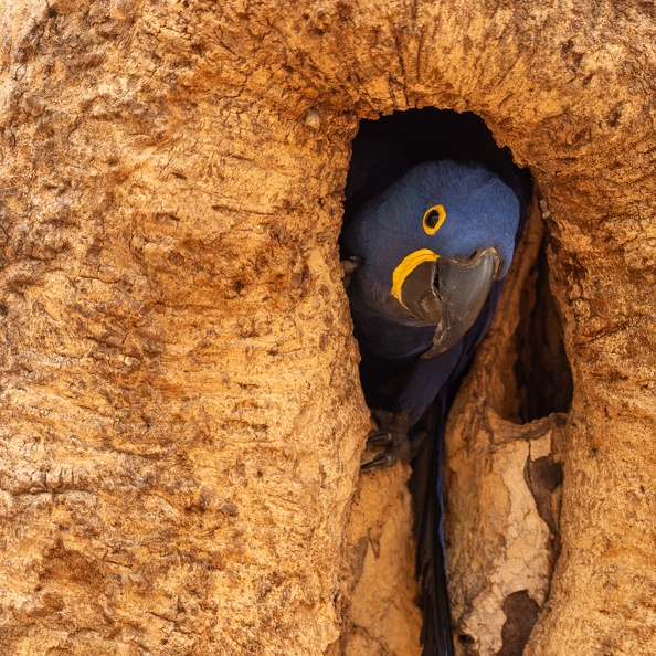 Hyacinth macaw looking out from a tree.jpg