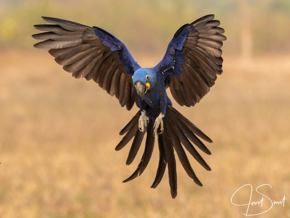 Hyacinth Macaw