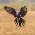 Hyacinth Macaw