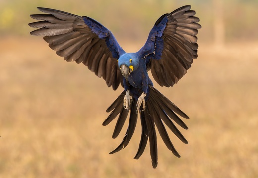 Hyacinth Macaw