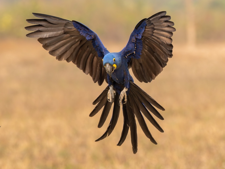 Hyacinth Macaw