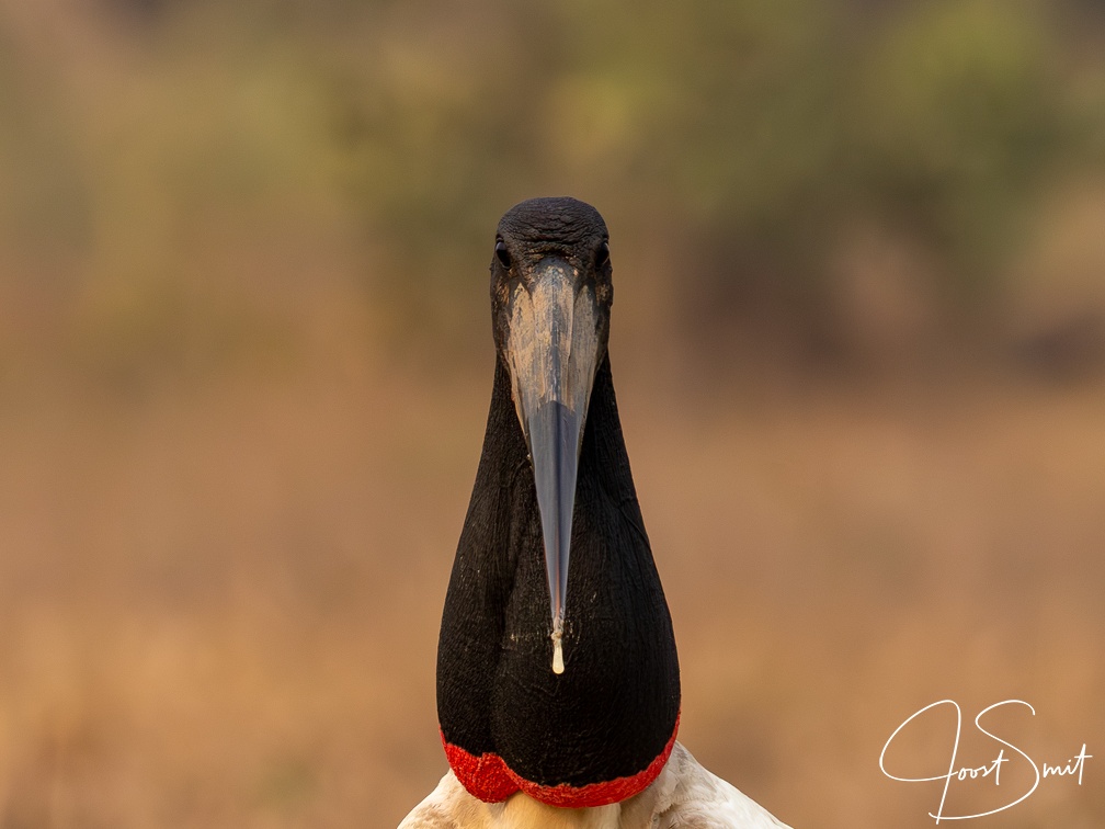 Jabiru