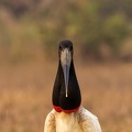 Jabiru