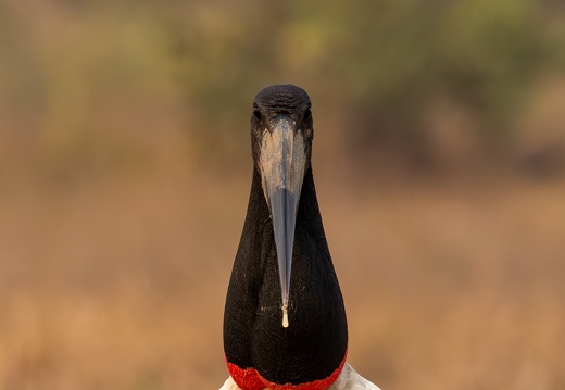 Jabiru