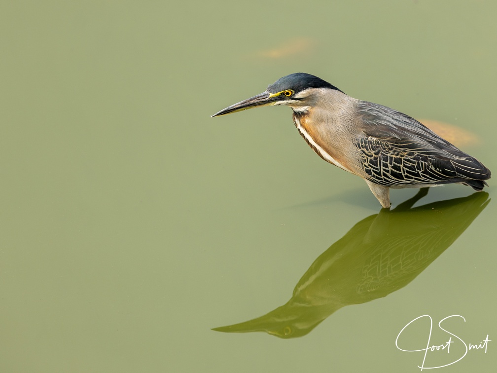 Striated Heron in a green pool