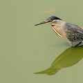 Striated Heron in a green pool