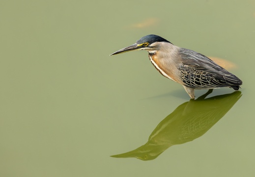 Striated Heron in a green pool