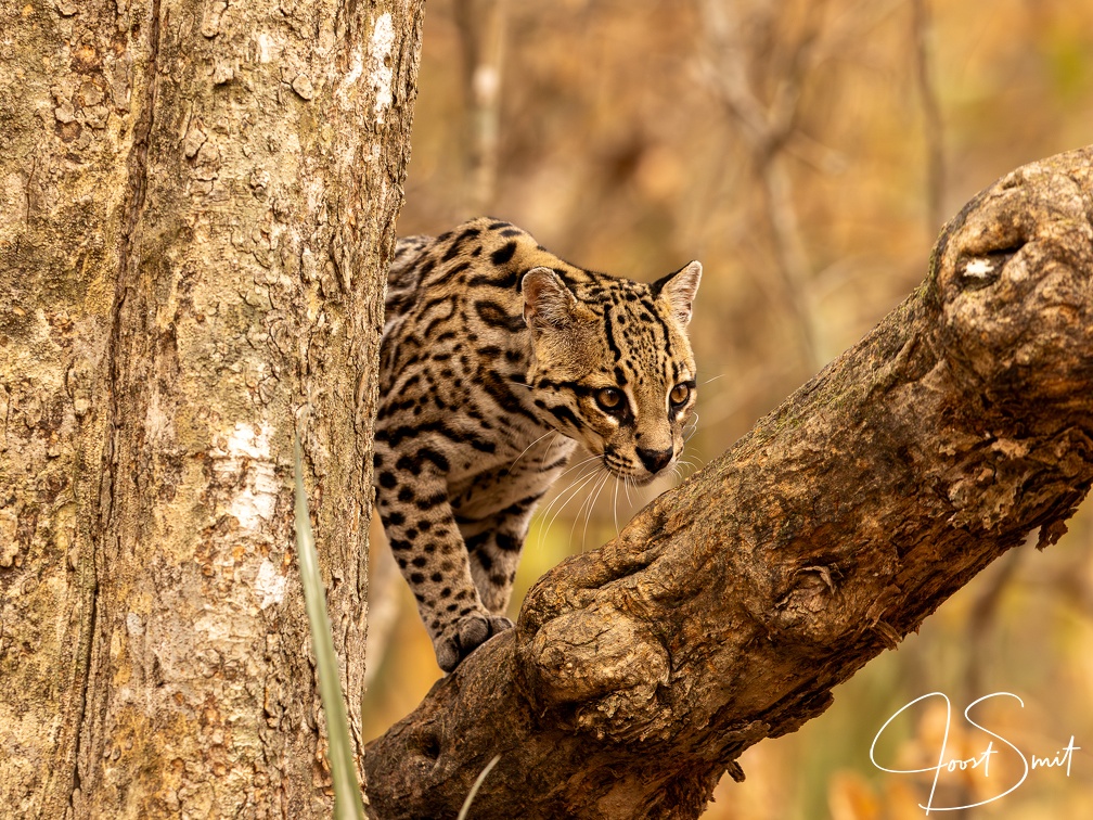 ocelot climbing a branch