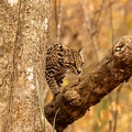 ocelot climbing a branch