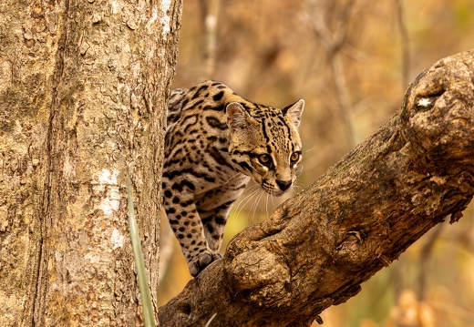 ocelot climbing a branch